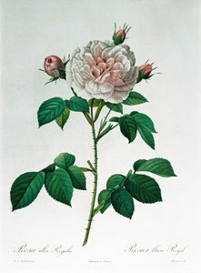 Rosa Alba Regalis, inciso da Bessin da Pierre Joseph Redouté